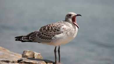 call origins heatmap analysis