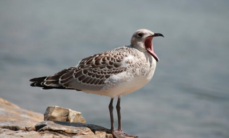 call origins heatmap analysis