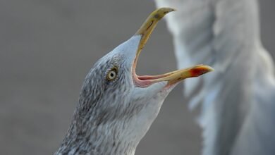 multi region call analysis