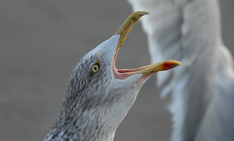 multi region call analysis