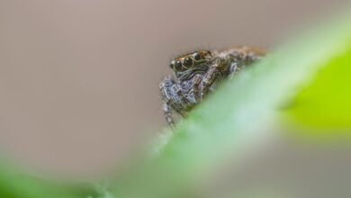 seasonal changes in calling