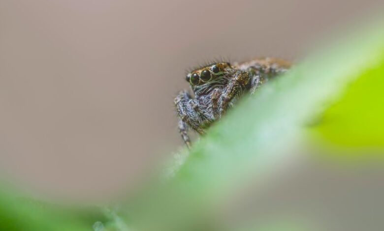 seasonal changes in calling