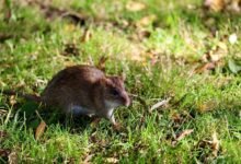 telecommunication council phone numbers