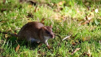 telecommunication council phone numbers