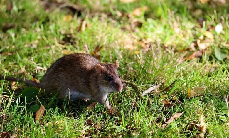 telecommunication council phone numbers