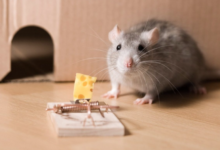 Eco-Friendly Rodent Control: Safe, Simple, and Powerful