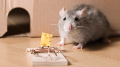 Eco-Friendly Rodent Control: Safe, Simple, and Powerful